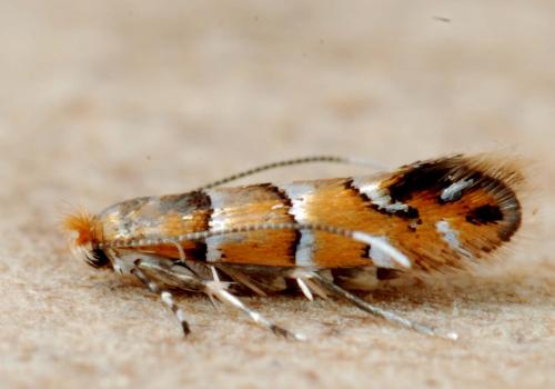 Phyllonorycter klemannella